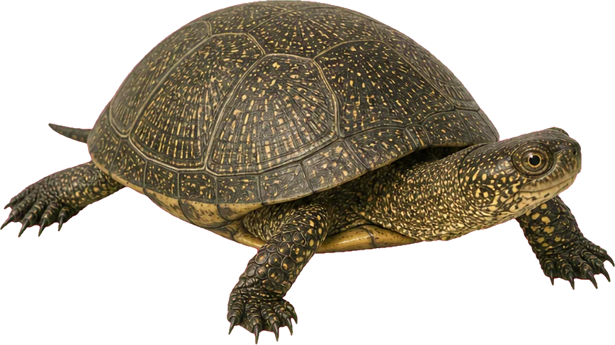 A European pond turtle standing alone, head extended