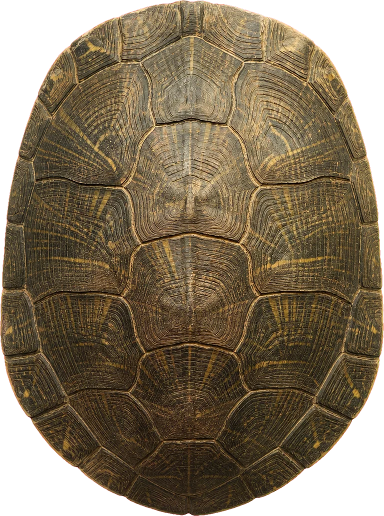 A turtle's carapace from above, growth rings across every scute