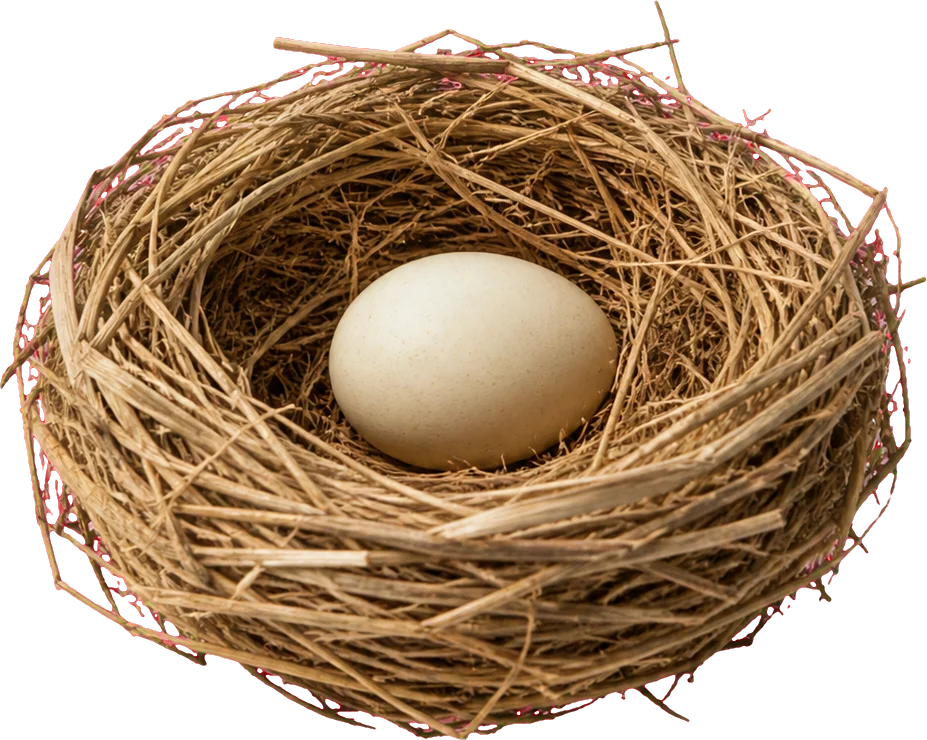 A small nest of dry grass holding a single pale egg
