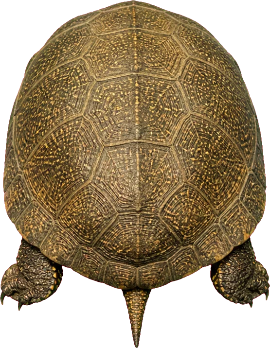 A turtle seen from behind, walking away